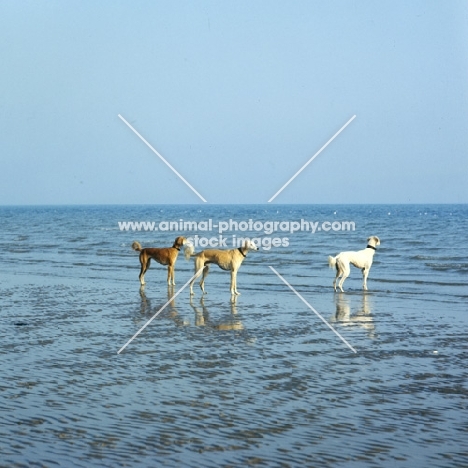 three salukis on a beach