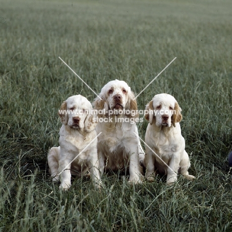 three clumber spaniel puppies