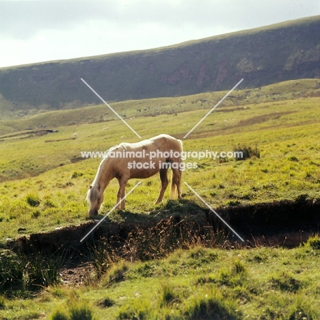 welsh mountain pony on brecon beacons