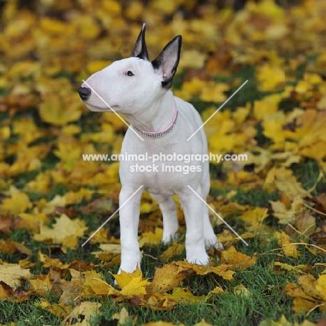 english bull terrier puppy in autumn leaves