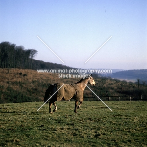 horse wearing new zealand rug in winter
