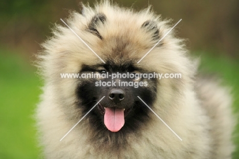 young Keeshond puppy