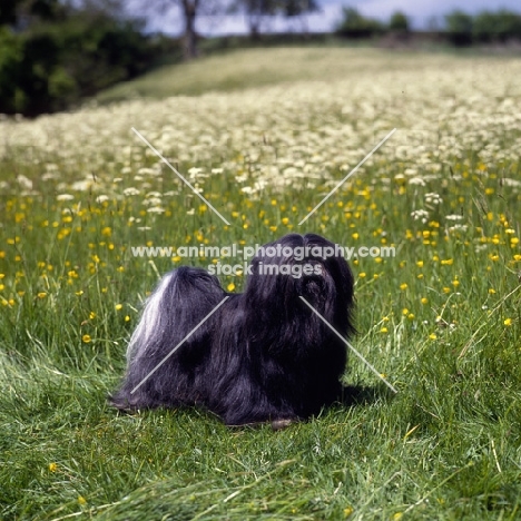 lhasa apso in spring