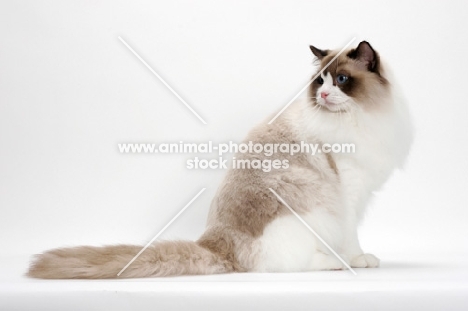 Ragdoll on white background, Seal Point Bi-Color, sitting down