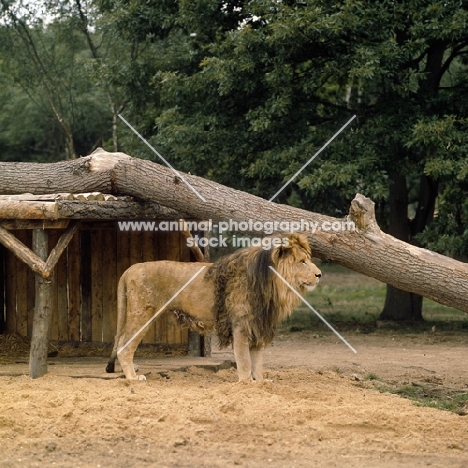 lion in windsor safari park