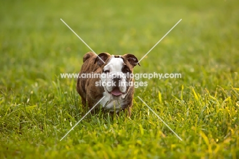 Bulldog puppy on grass