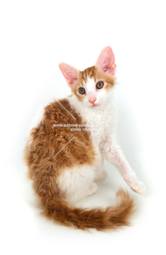 red and white La Perm kitten