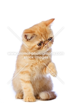 Exotic ginger kitten isolated on a white background 