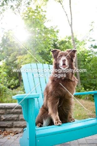 Red Australian Shepherd sitting on teal chair outdoors.