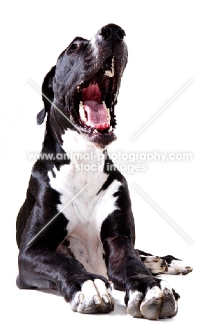 Great Dane with mouth open
