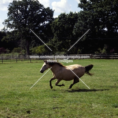 new forest pony, show pony, cantering 