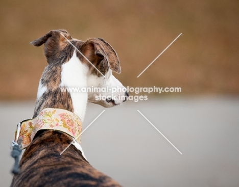 Whippet back view
