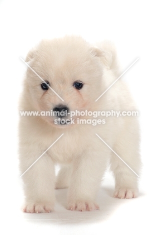 fluffy Samoyed puppy