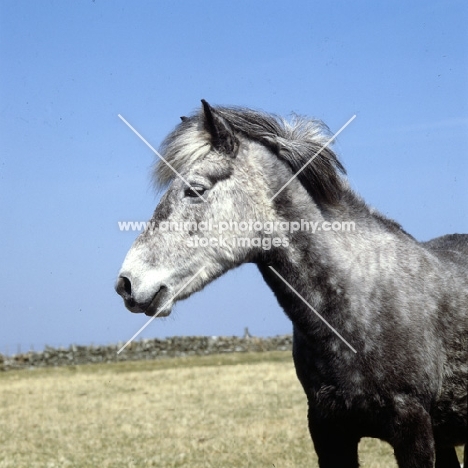 Maggie, Eriskay Pony head study