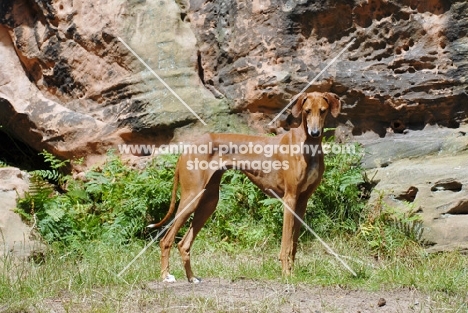 Champion Azawakh - sighthound of the Touareg