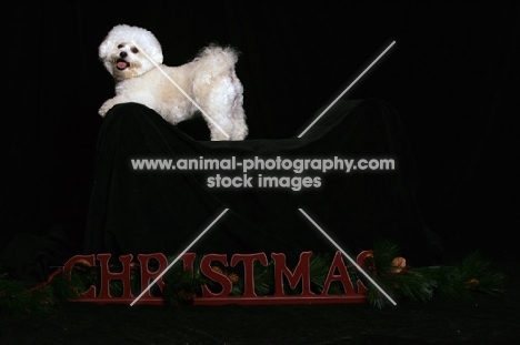 Bichon Frise, with christmas sign