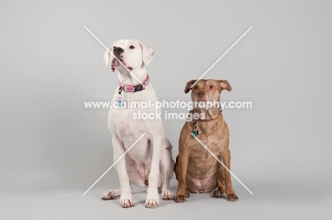 Dogo Argentino and American Staffordshire Terrier sitting in studio.