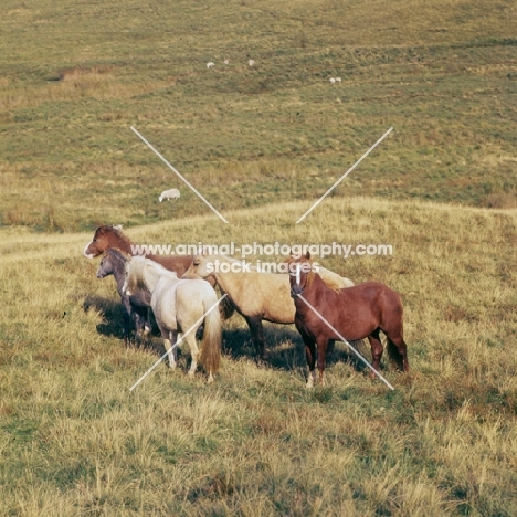 welsh mountain pony stallion with three mares and a foal on the brecon beacons