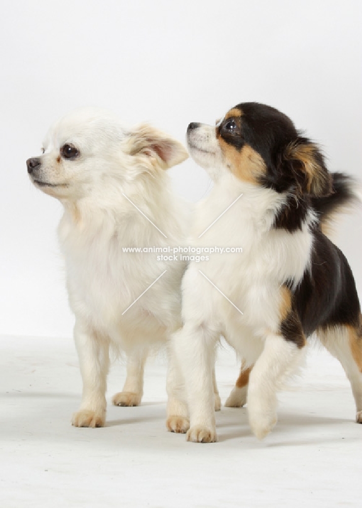 two Chihuahuas standing in studio