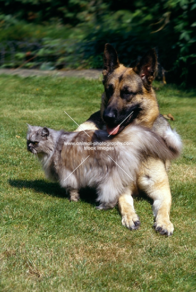friendly looking cat rubbing against german shepherd dog