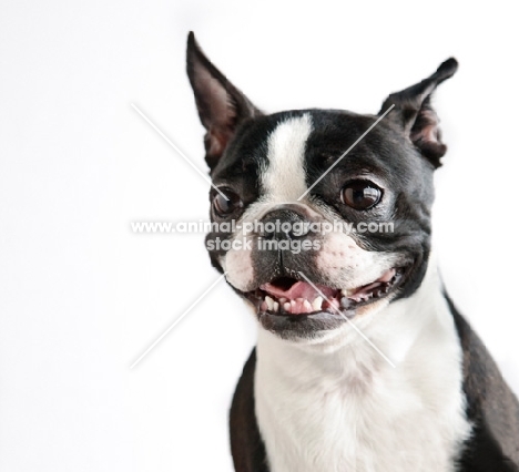 Boston Terrier grimacing