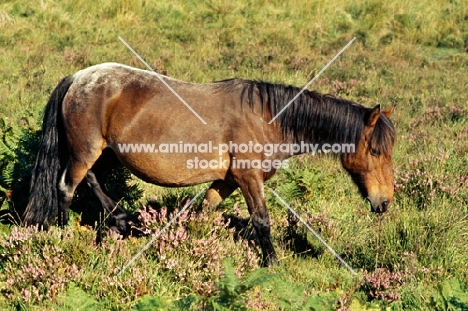 new forest pony in the new forest