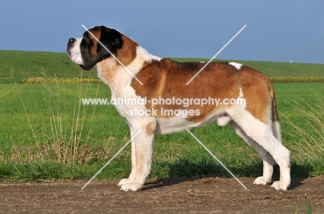 Saint Bernard posed side view