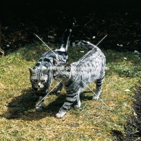 silver spotted and silver tabby cats, champion lowenhaus fingal, champion lowenhaus ferragus