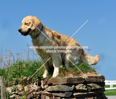 Golden Retriever sitting on wall