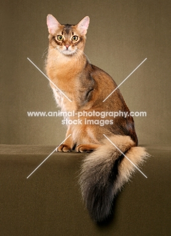 pretty Somali cat sitting on brown background