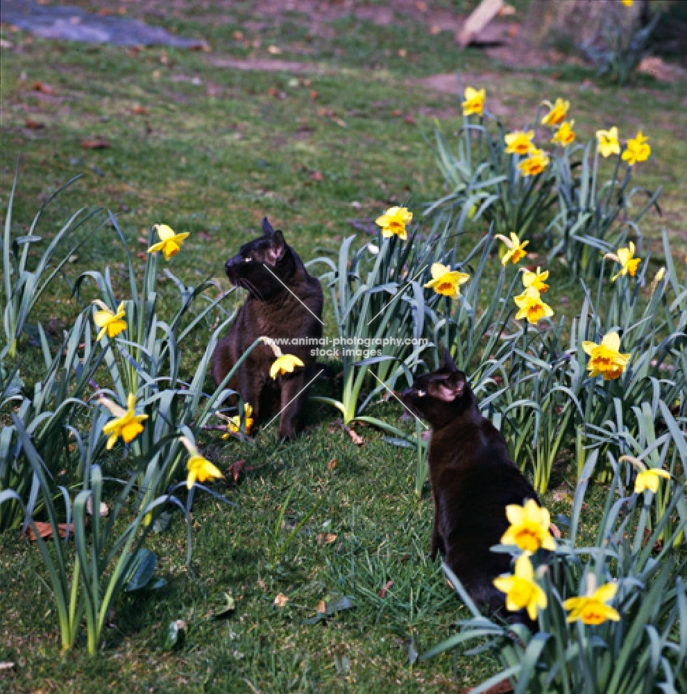 two brown burmese cats among daffodils