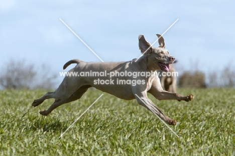 Weimaraner running in field