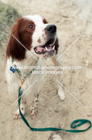 Irish red and white setter on lead