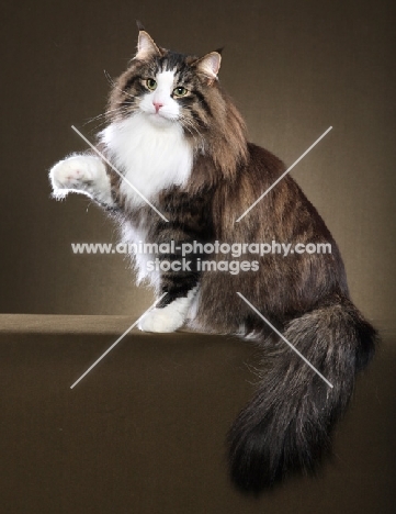 Norwegian Forest Cat, one paw up