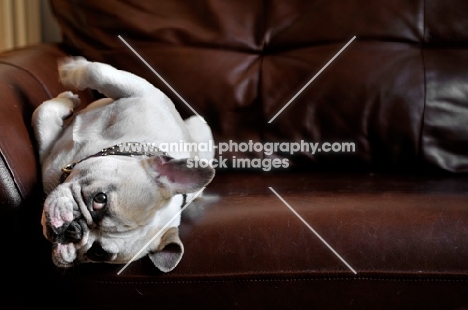 French Bulldog rolling on brown leather couch