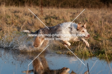 Lurcher in water