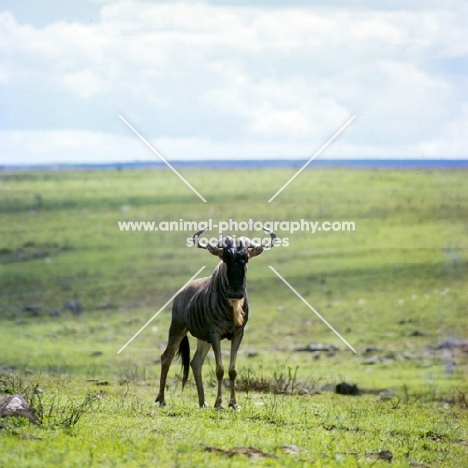 wildebeest on grass in nairobi np