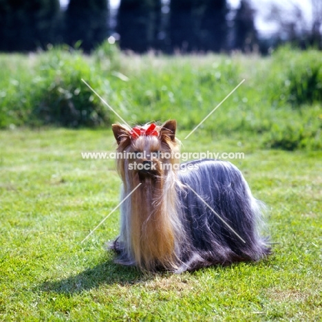 ch yadnum regal fare, yorkshire terrier standing in sunshine