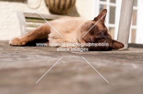 Burmese lying in sun