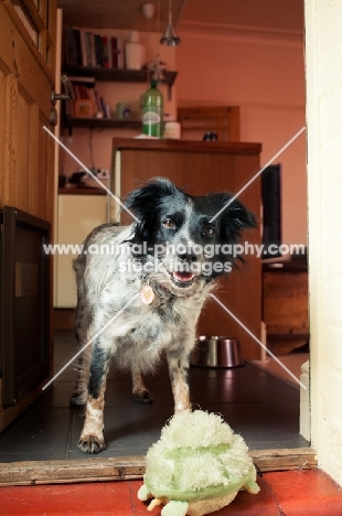 Sprollie (collie/ english springer spaniel cross) at home