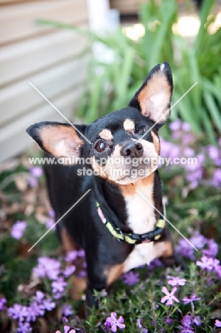 miniature pinscher with missing eye