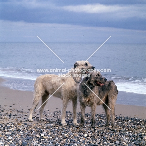 ballykelly torram, ballykelly bawneen  two irish wolfhounds on beach