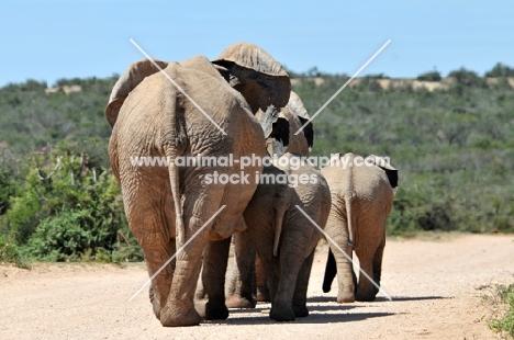Elephants rear view