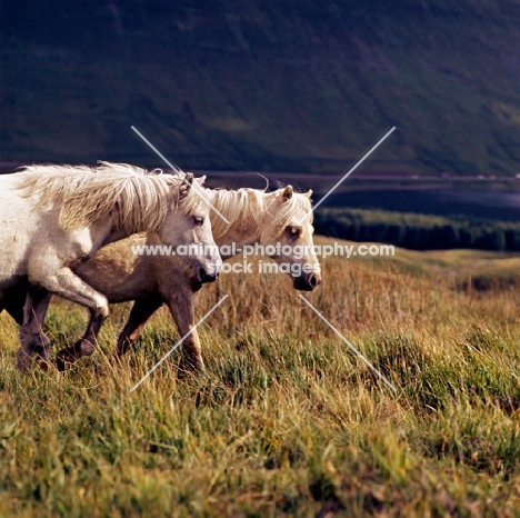 welsh mountain ponies on the brecon beacons 