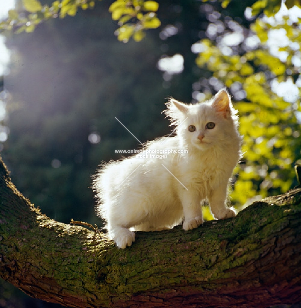 orange eyed white kitten up a tree