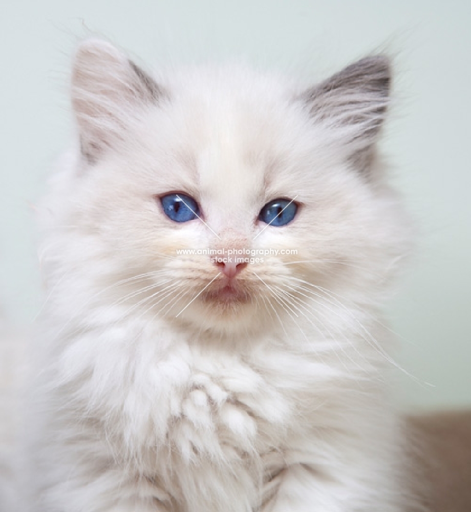 ragdoll kitten