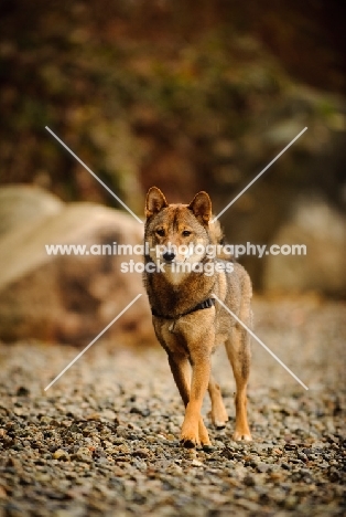 Shiba Inu walking on pebbles