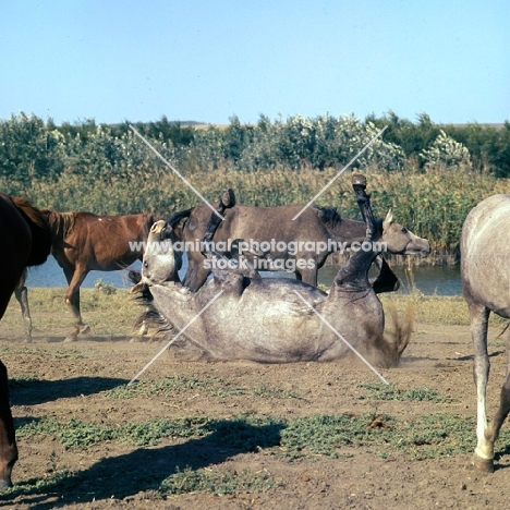 tersk filly rolling in group near water at stavropol stud, russia