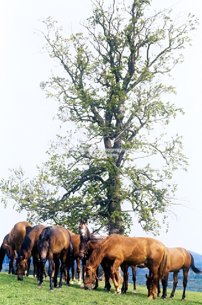 marbach horses, colts, grazing at marbach 