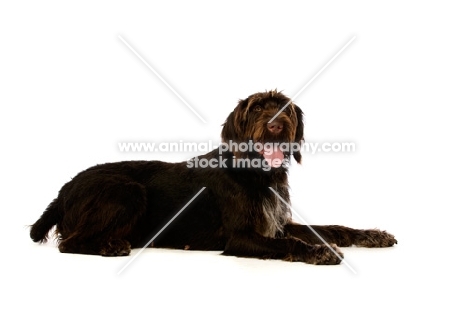 German Wirehaired Pointer lying isolated on a white background